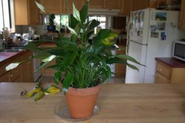 peace lily plant leaves yellow wilted help stressed around kami