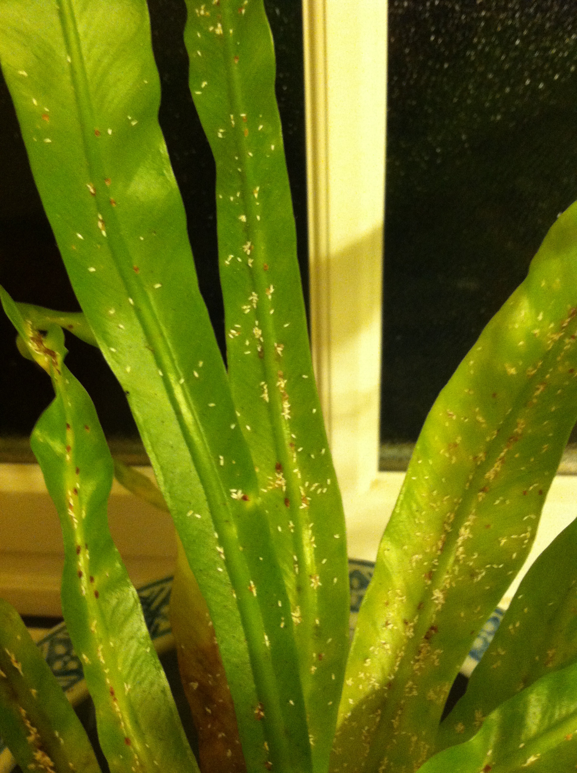 Help What Are These Bugs On My House Plant 