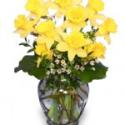 Send Daffodil Flower Arrangements