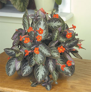 Is Chocolate Soldier Plant