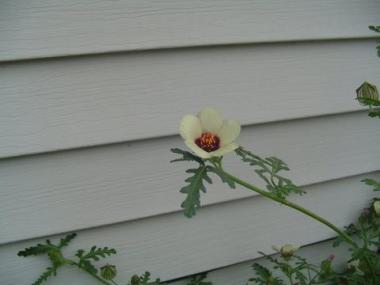 HIBISCUS TRIONUM