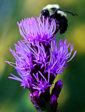 liatris