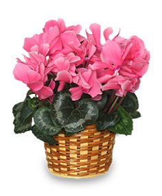 Bosses Day Flowering Plant Gift