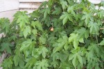 Abutilon Pictum - Flowering Maple