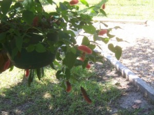 Acalypha hispaniolae