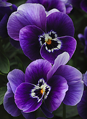 pansy