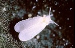 Whitefly