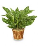 Chinese Evergreen Houseplant