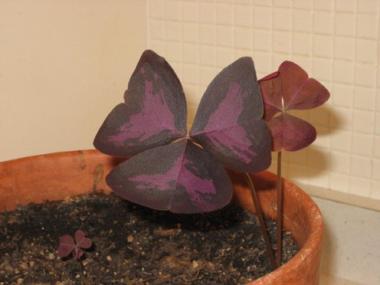 Oxalis