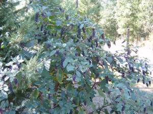 Poke Berry Plant