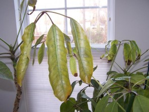 Unhealthy Schefflera