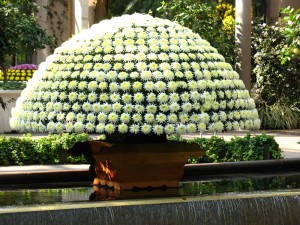 Thousand Bloom Chrysanthemum