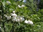 Styrax