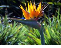 Strelitzia reginae 