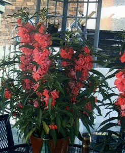 Christmas Pride Ruellia macranthia