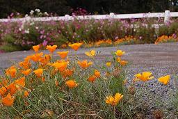 Eschscholzia californica