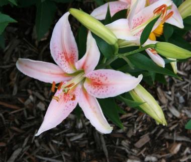 Salmon Star Lily