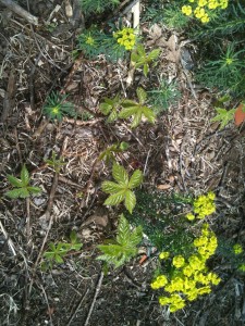 green-vining-plant