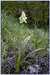 Meadow Death Camas