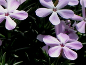 Phlox Austromontana Photo By Thomas Stoughton