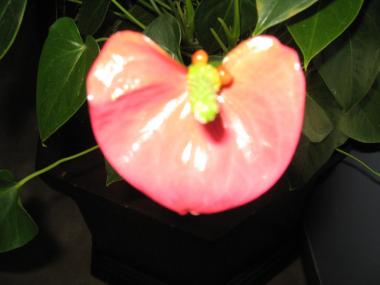 Tail Flower Bloom from an Anthurium Plant