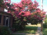 Crepe Myrtle