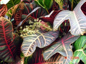 Croton Bloom