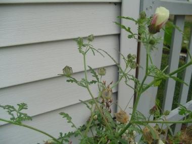 IT IS HIBISCUS TRIONUM