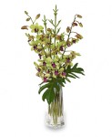 romantic-orchids