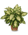 Dumb Cane (Dieffenbachia picta)