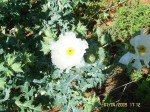 Prickly Poppy Argemone polyanthermos