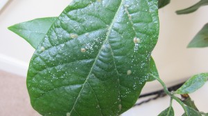 Avocado Leaf With White & Brown Spots