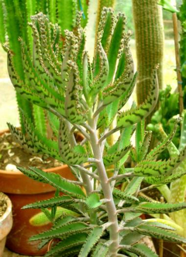 Kalanchoe daigremontiana