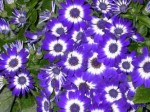 Pericallis x Hybrida "Cineraria"