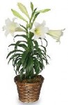 Buy Traditional Easter Lilies From A Local Florist