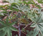 Ricinus Communis - Caster Bean