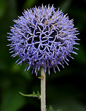 globethistle