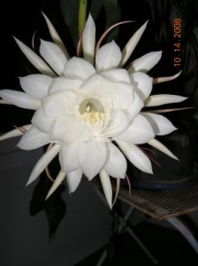 White Bloom Opens At Night