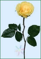 Single Yellow Rose