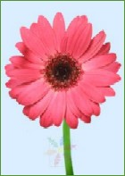 Single Pink Gerbera Daisy