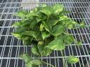 Golden Pothos (Picture provided by Bernecker's Nursery)