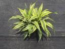 Warneckii Goldstar - from the Dracaena Family