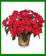 Red Christmas Poinsettia in a Wicker Basket