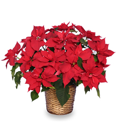 Red Poinsettia