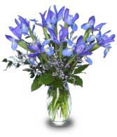 blue iris flowers in a vase - Fluer-de-lis