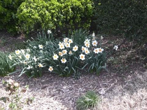 Spring Daffodils - Narcisscus