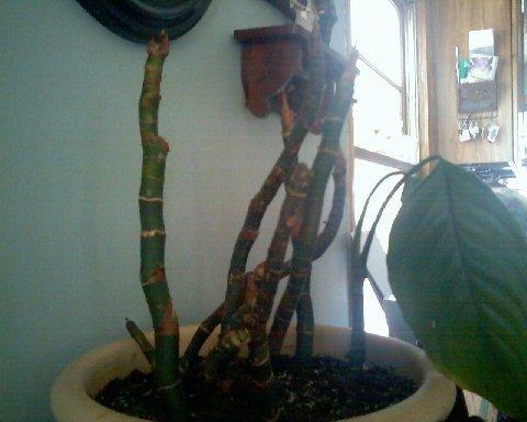 Stressed Peace Lily Stems