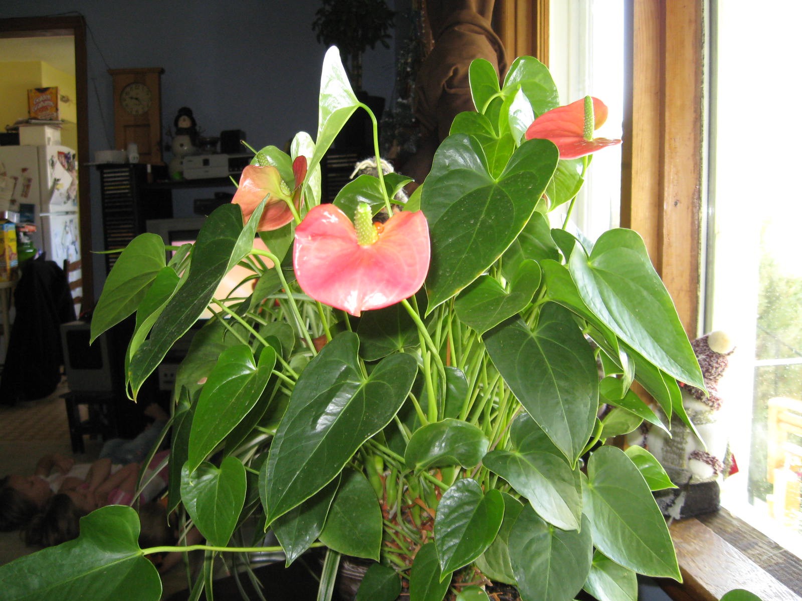 Care For An Anthurium FLower