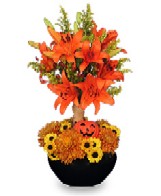 Halloween Topiary with orange lilies, mums and mini pumpkin