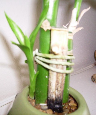 Lucky bamboo Black Stem